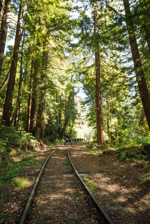 A serene forest scene with tall redwood trees lining a narrow railway track leading into the distance.