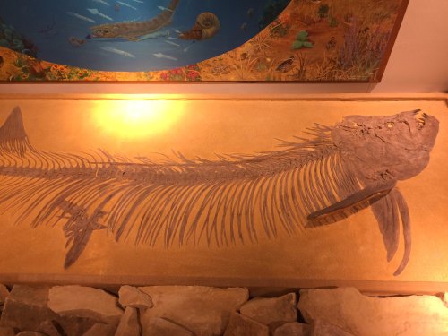 Fossilized fish skeleton displayed on a stone surface, illuminated by warm lighting, with a colorful mural in the background.
