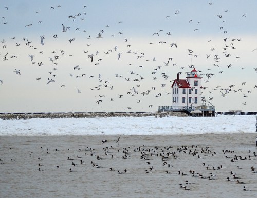 A lighthouse stands on a pier as flocks of birds fly overhead and ducks swim in the icy water.