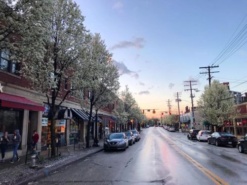 A tree-lined street at sunset, with blooming flowers, shops, and parked cars reflecting the colorful sky.