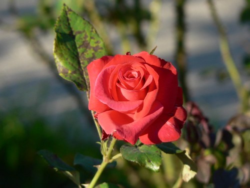 A vibrant red rose in full bloom, surrounded by green leaves and soft sunlight.