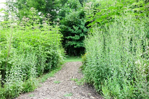 A narrow dirt path surrounded by tall green plants leads into a lush, wooded area.
