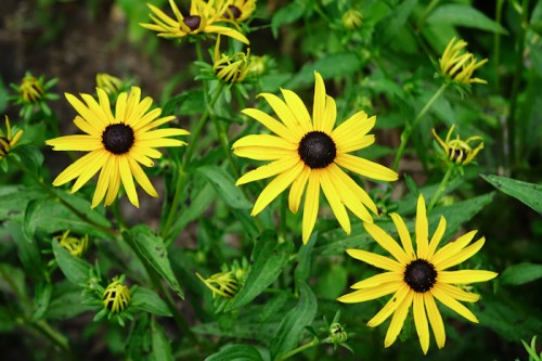 Three bright yellow flowers with dark centers surrounded by green foliage.