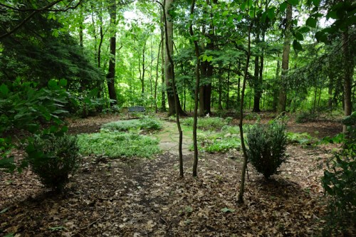 A serene forest scene with lush green trees, scattered leaves, and a small clearing in the center.
