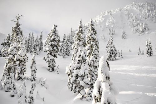 Snow-covered trees in a winter landscape, with a mountain slope in the background under a cloudy sky.