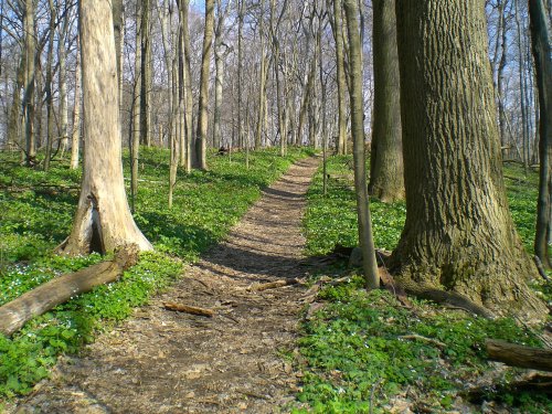 A winding dirt path through a lush green forest with tall trees and scattered wildflowers.