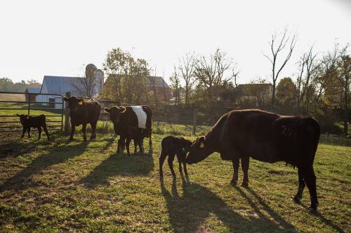 A group of cows and calves grazing in a sunny pasture with a barn in the background.