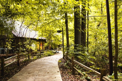 A winding path through a lush, green forest with trees and a wooden fence, leading to a building in the background.