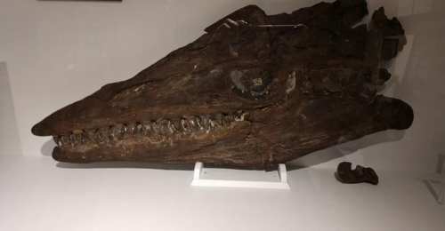 Fossilized skull of a prehistoric marine reptile displayed in a museum exhibit.