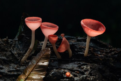 A cluster of pinkish-red mushrooms with cup-shaped caps growing on dark, textured wood, surrounded by fallen leaves.