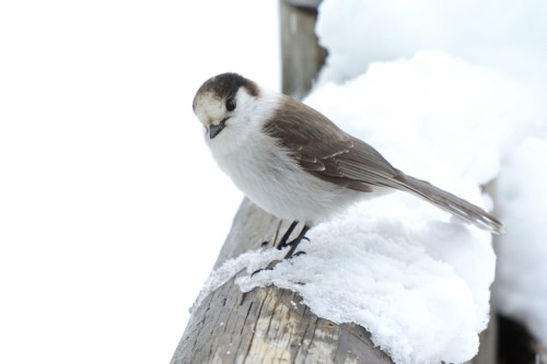 A small bird with a white and brown plumage perched on a snowy wooden surface.