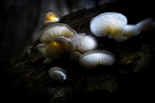 Cluster of luminous white mushrooms growing on a dark, textured log in a forest setting.