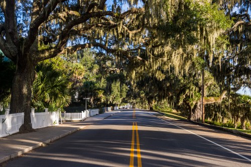 A quiet road lined with trees draped in Spanish moss, bordered by a white fence and lush greenery.