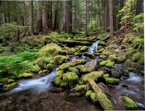 A serene forest scene featuring a flowing stream surrounded by moss-covered rocks and lush greenery.