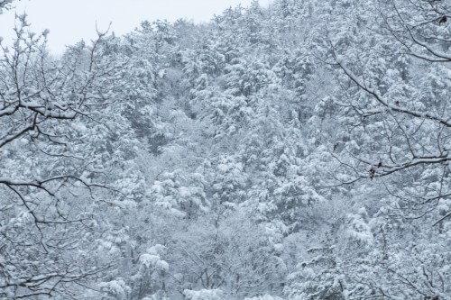 A snowy landscape with trees blanketed in white, creating a serene winter scene.