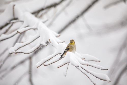 A small bird perched on snow-covered branches during a snowfall, with a soft, blurred white background.