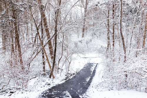 A snow-covered path winding through a serene, wintry forest with bare trees and a soft blanket of snow.