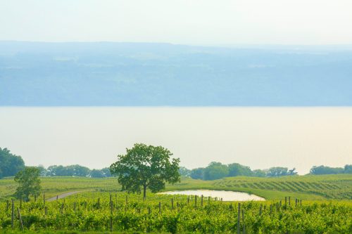 A serene landscape featuring vineyards, a lone tree, and a calm lake under a misty sky.