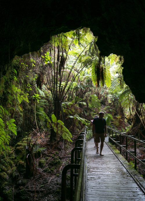 A person walks along a wooden path through a lush, green cave filled with ferns and tropical plants.
