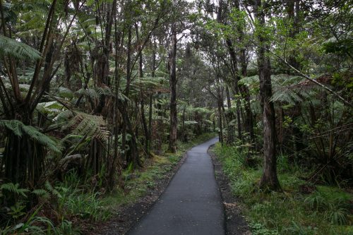 A winding path through a lush, green forest with tall trees and ferns on either side.