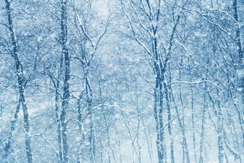 Snow-covered trees in a winter landscape, with heavy snowfall creating a serene, frosty atmosphere.