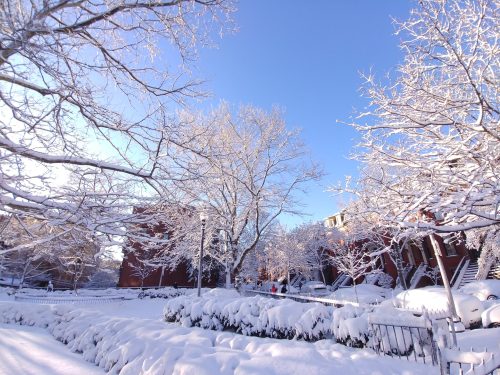 A snowy landscape with trees and bushes covered in white, under a clear blue sky, showcasing a serene winter scene.