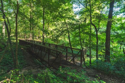 A metal bridge surrounded by lush green trees in a serene forest setting.