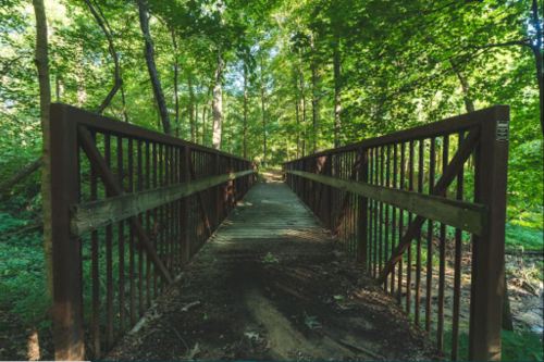 A wooden bridge stretches through a lush green forest, surrounded by trees and dappled sunlight.