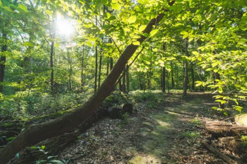 Sunlight filters through lush green leaves in a serene forest, illuminating a winding path among trees.