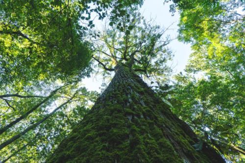 Looking up at a tall tree covered in moss, surrounded by lush green foliage and a clear blue sky.