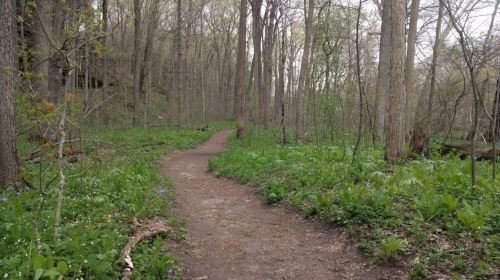 A winding dirt path through a lush green forest with trees and wildflowers on either side.