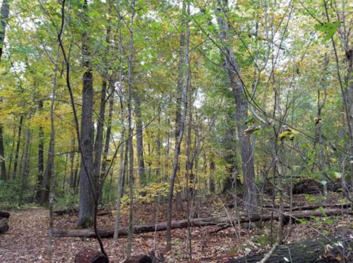 A serene forest scene with tall trees and autumn leaves scattered on the ground, creating a peaceful atmosphere.