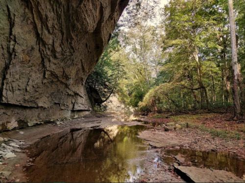 A serene forest scene with a rocky cliff, a calm stream reflecting trees, and autumn foliage on the ground.