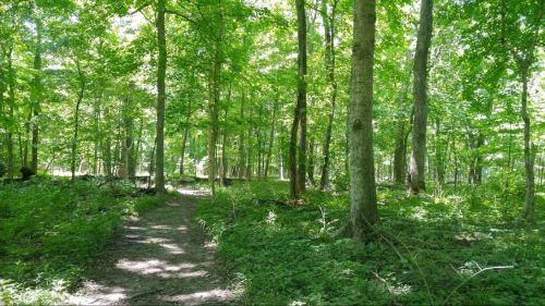 A sunlit forest path surrounded by lush green trees and undergrowth.