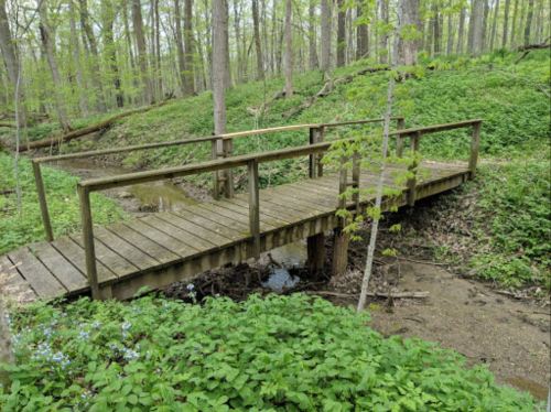 A wooden bridge over a small stream, surrounded by lush green foliage in a forested area.