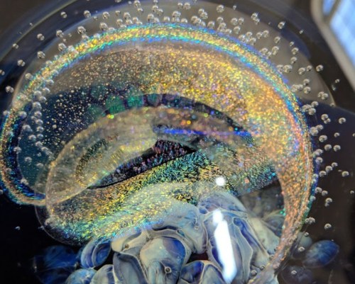 A close-up of colorful soap bubbles with iridescent patterns floating above a blue surface.