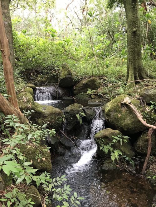 A serene forest scene featuring a small waterfall cascading over moss-covered rocks, surrounded by lush greenery.