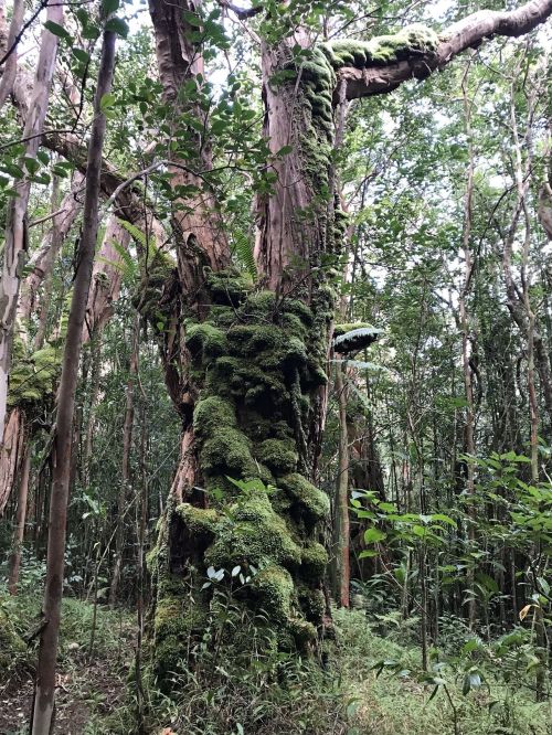 A large tree covered in vibrant green moss, surrounded by dense forest foliage.