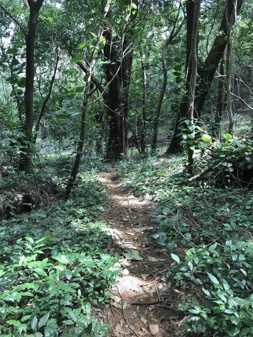 A narrow dirt path winding through a lush, green forest filled with trees and dense undergrowth.