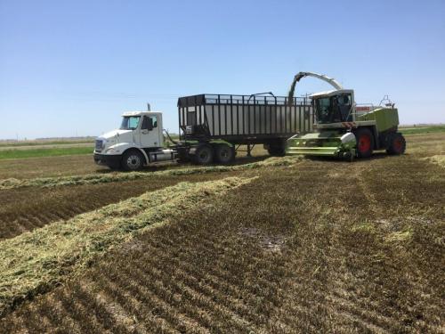 A large agricultural machine harvesting crops next to a truck on a sunny day in a field.
