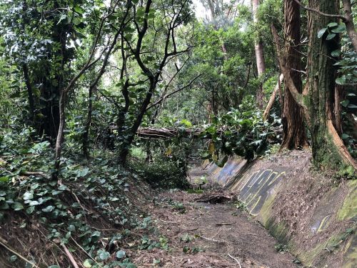 A narrow, overgrown path in a dense forest, with fallen branches and graffiti on the ground.