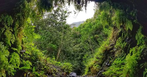 A lush green forest viewed through a rocky opening, framed by ferns and foliage, with distant hills in the background.