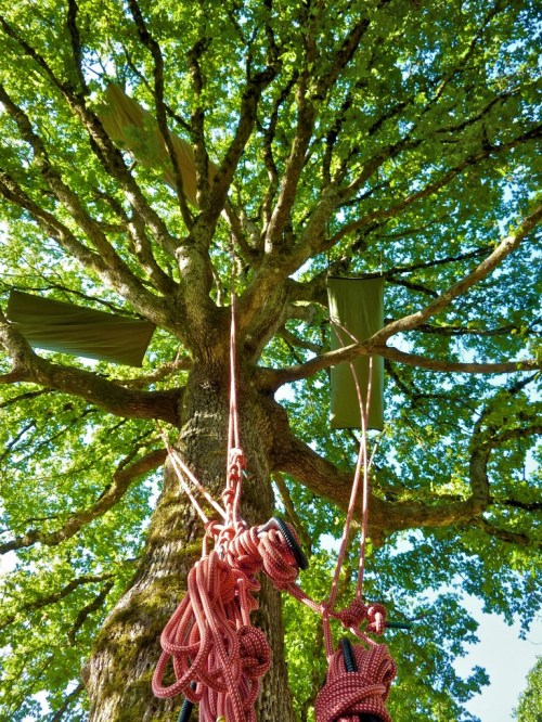 A tall tree with lush green leaves, featuring climbing ropes and tarps secured among the branches.