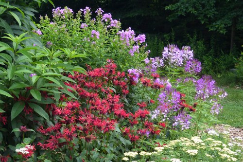 A vibrant garden featuring clusters of red, purple, and lavender flowers amidst lush green foliage.