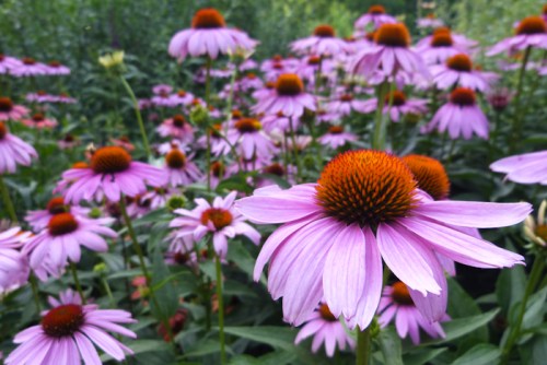 A vibrant field of purple coneflowers in full bloom, showcasing their distinct orange centers against lush green foliage.