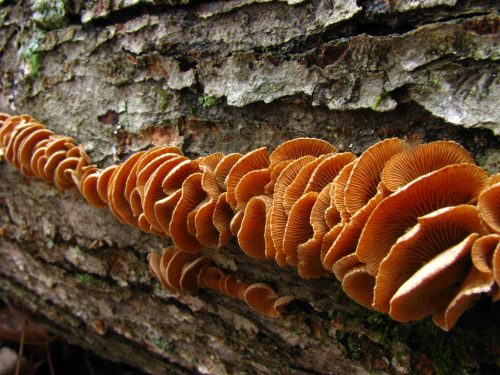 A close-up of orange-brown mushrooms growing in a line on a textured tree bark.