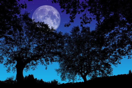 Silhouetted trees against a starry night sky with a large, bright full moon.