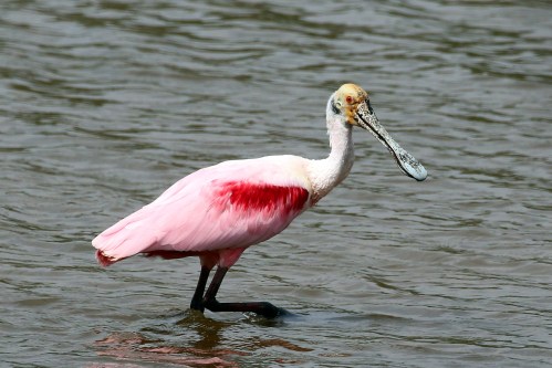 A roseate spoonbill wading in shallow water, showcasing its pink feathers and distinctive spoon-shaped bill.