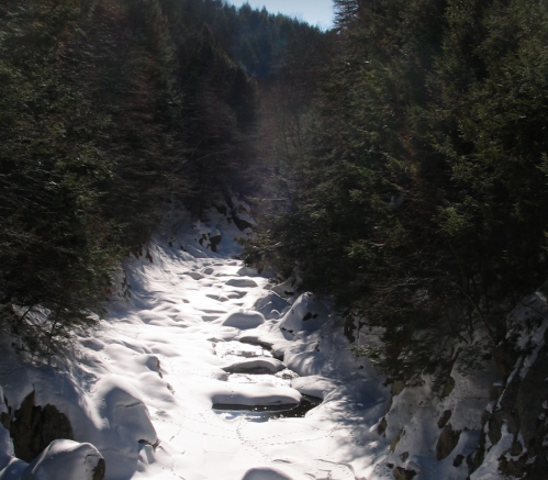 A snowy riverbed surrounded by evergreen trees, with sunlight filtering through the forest.