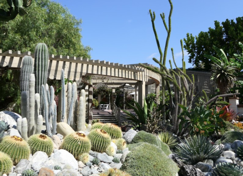 A vibrant garden featuring various cacti and succulents under a clear blue sky, with a wooden pergola in the background.